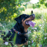 Up Country - Bella Floral Collar