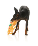 FuzzYard Dog Toy Jolly Gingerboi