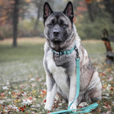 Coastal K9 Explorer Brights Reflective Dog Collar
