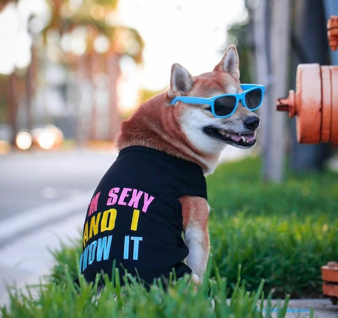 Parisian Pet Sexy And I Know It Dog & Cat T-Shirt Pet Empire and Supplies Parisian Pet Sexy And I Know It Dog & Cat T-Shirt Pet Empire and Supplies