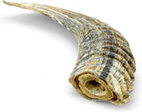 Icelandic+ Small Lamb Horn with Marrow Dog Treat