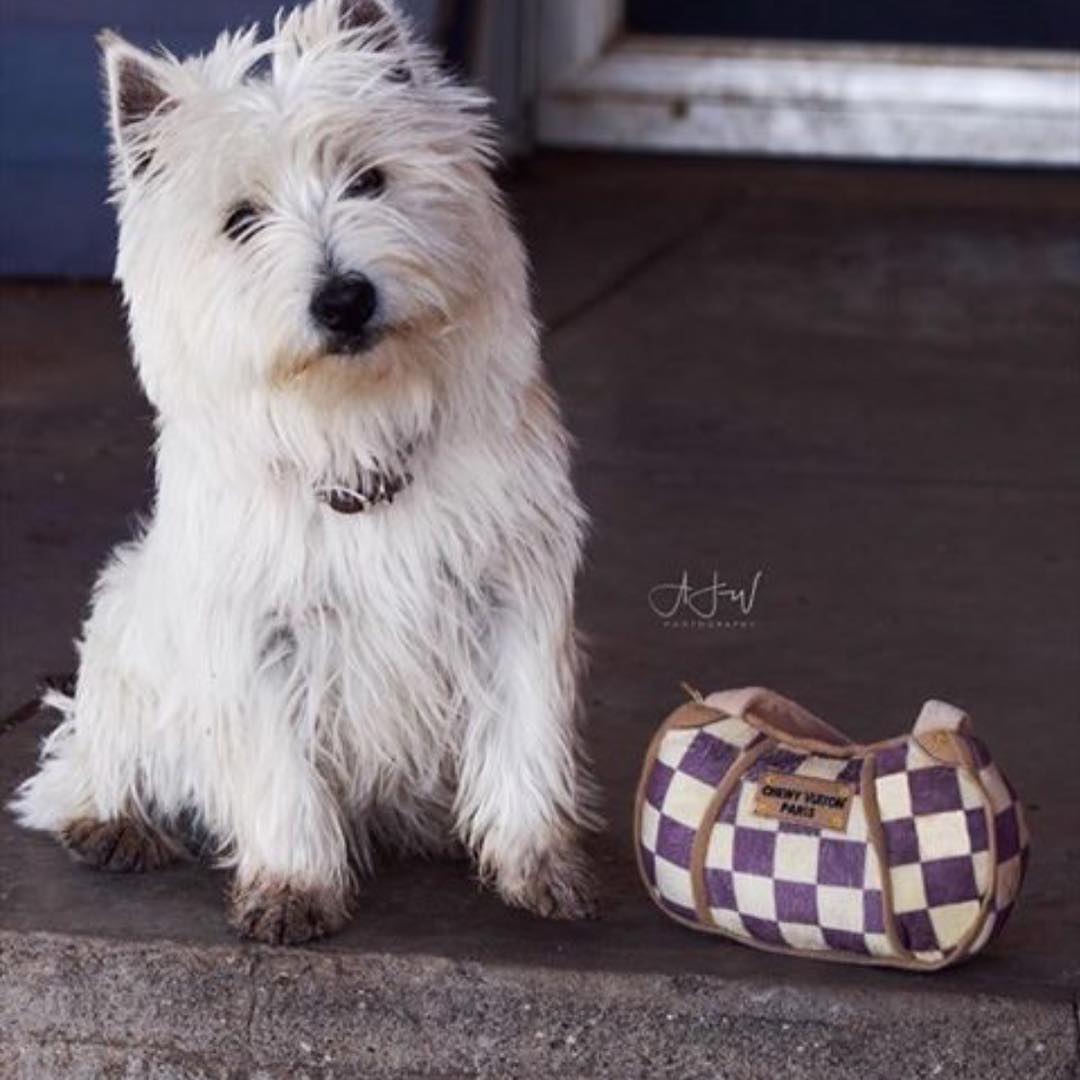 Chewy Vuitton Purse Dog Toy at Glamour Mutt