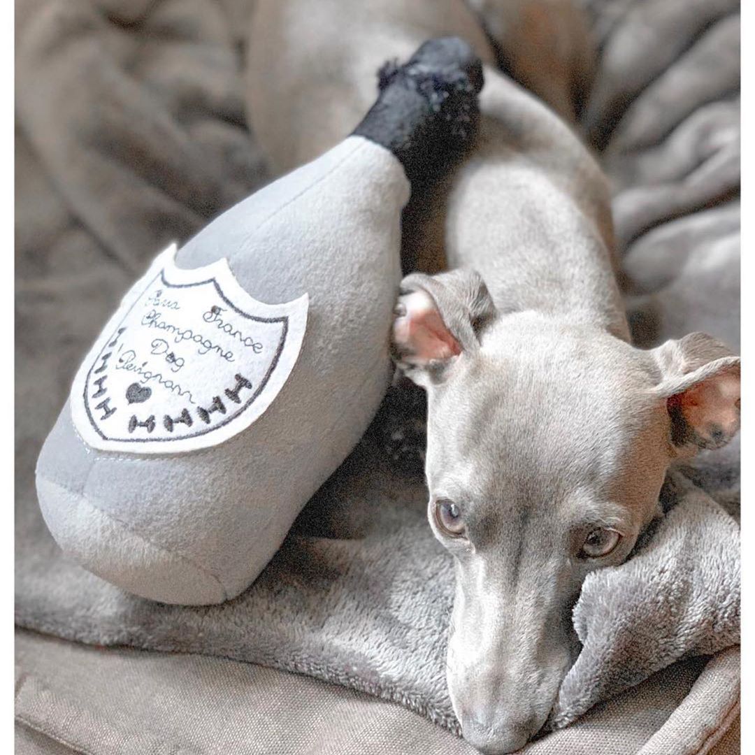 Dom perignon fashion dog toy