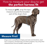 Coastal Sublime Adjustable Dog Harness or Leash - Red Blue Graffiti with Red Stars