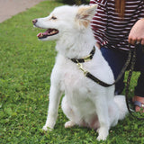 Accent Metallic Adjustable Dog Bright Black Galaxy