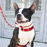 Accent Metallic Adjustable Dog Royal Burgundy Crowns