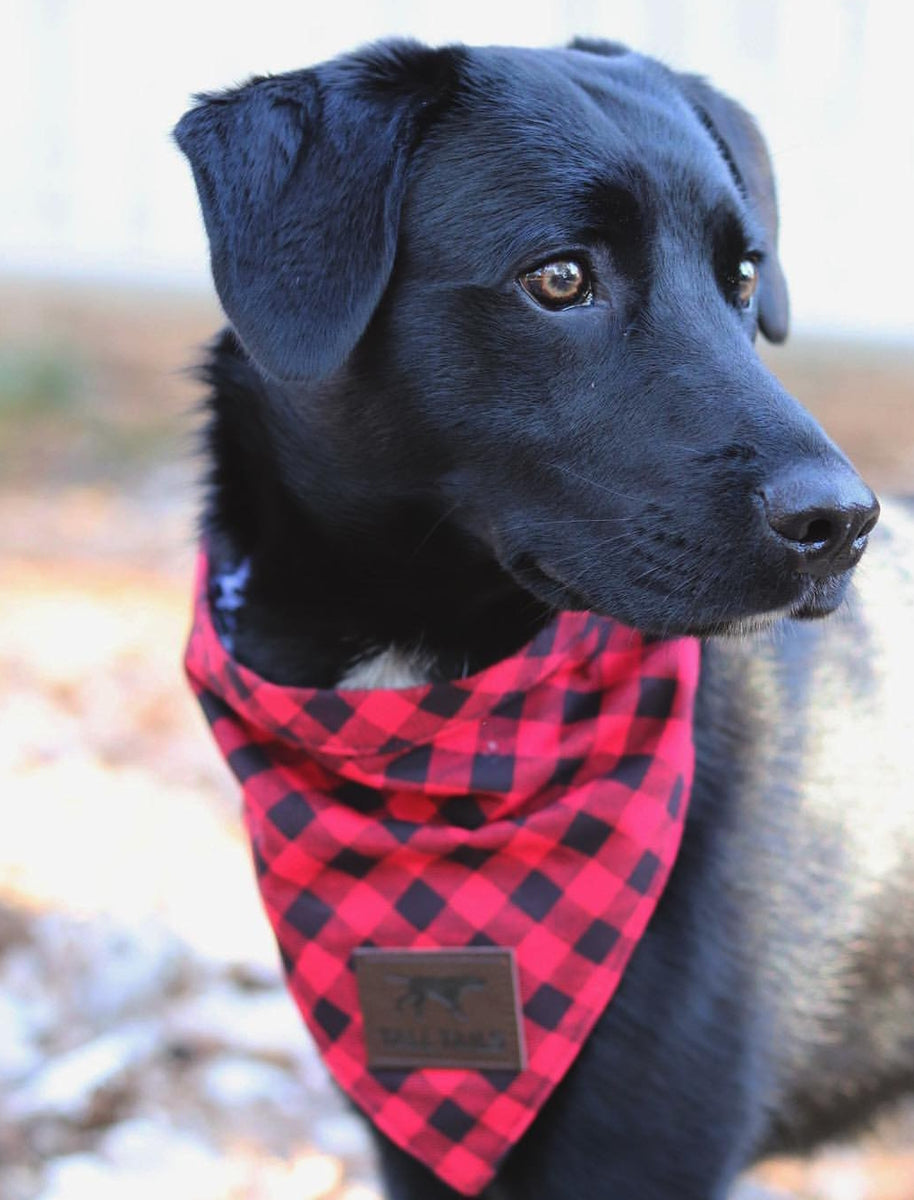 The pampered deals pup bandana