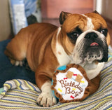 Birthday Boy Dog Toy
