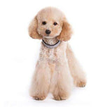 VIP Bling Dog Collar by Dogo - Black