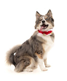 Jingle Bells Collar - Pet Accessory
