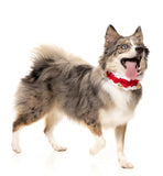 Jingle Bells Collar - Pet Accessory