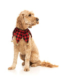 Jester Collar - Pet Accessory
