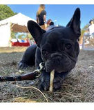 Earth Animal No-Hide Venison Recipe Stix Dog Treats, 10 Pack