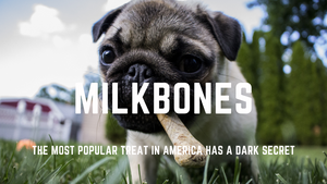 Milkbones Exposed