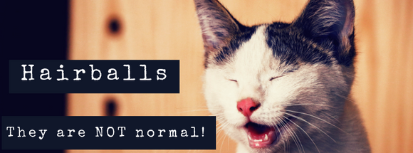 Why Cats Shouldn't Have Hairballs