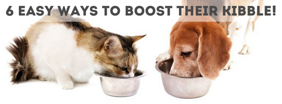 6 Easy Ways To Boost Your Pet's Kibble