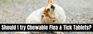 The Cost of Chewable Flea and Tick Medication