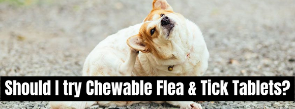 The Cost of Chewable Flea and Tick Medication