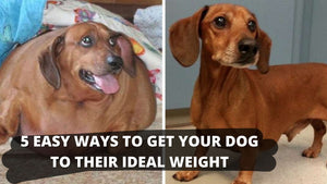 Five Easy Ways To Get Your Dog To Their Ideal Weight