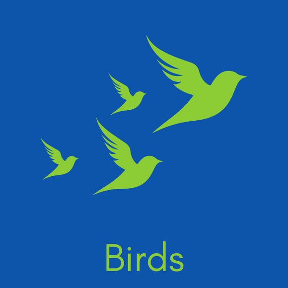 Birds