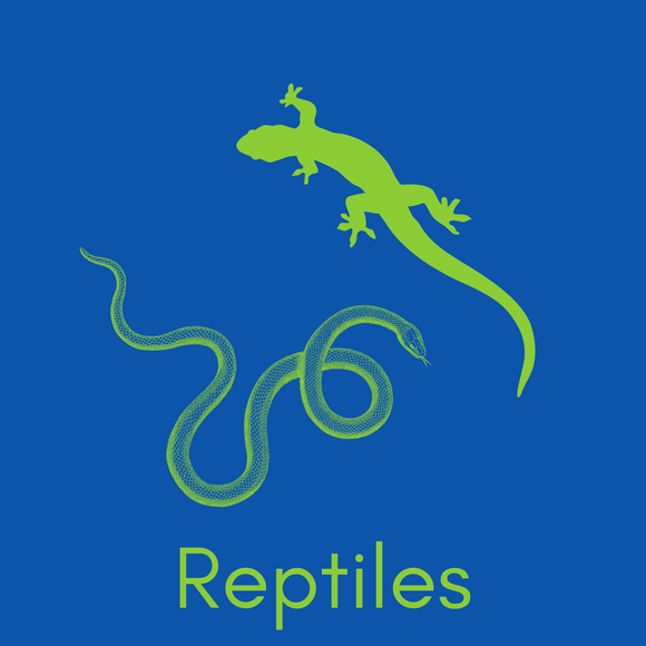 Reptiles