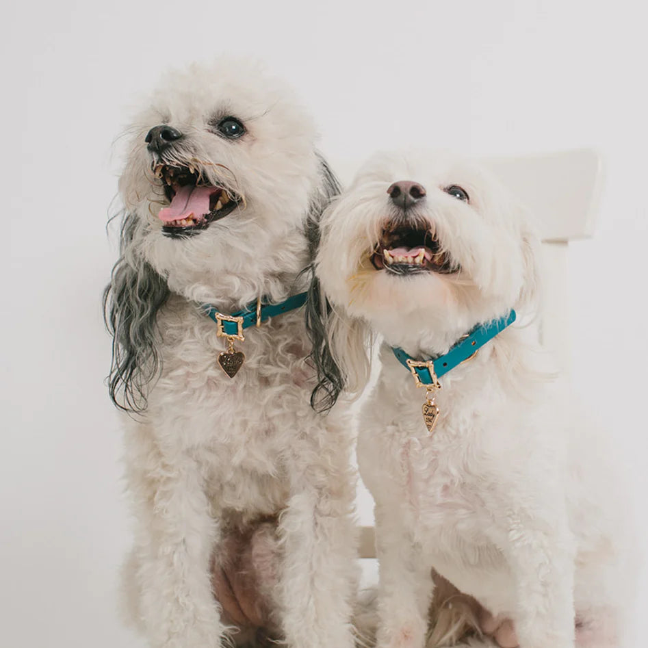 Buckle Down Lady and the Tramp Collar