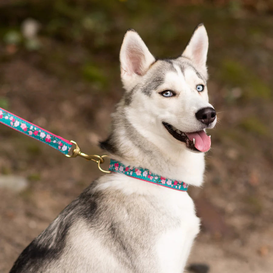 Up Country - Cherry Blossoms Collar