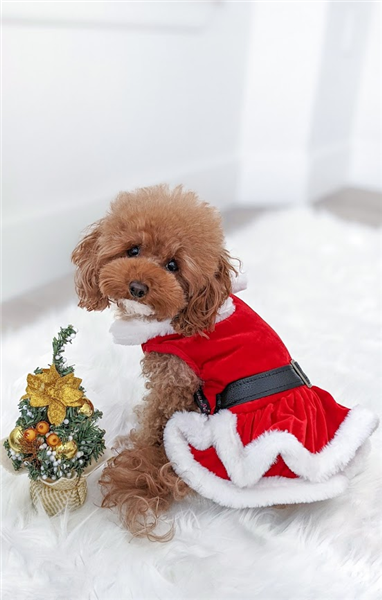 Mrs. Claus Winter Dog Dress