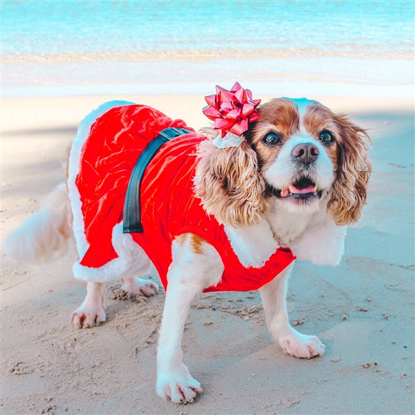Mrs. Claus Winter Dog Dress