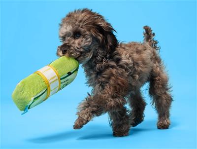 Doggo Doggo Bills, Y’all Dog Toy