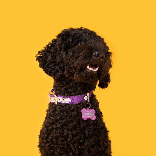 Hushtag Collection Aluminum Purple Bone With Purple Rubber ID Tag