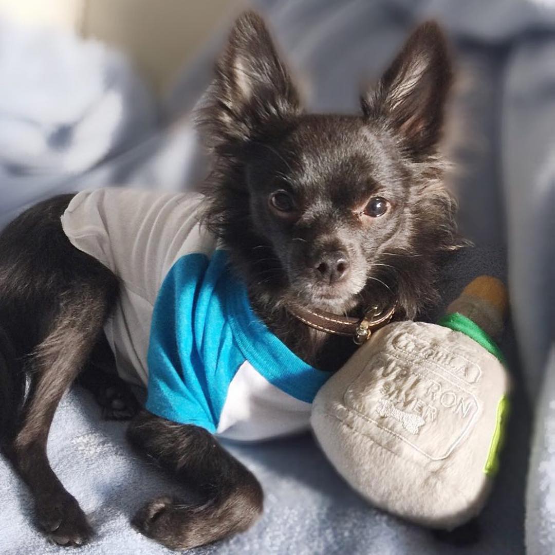 Puptron Tequila Dog Toy