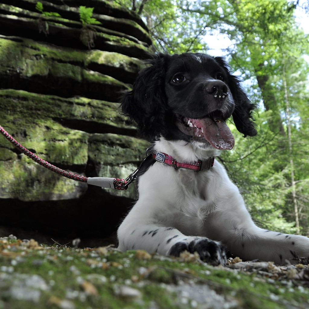 Coastal K9 Explorer Reflective Dog Collar