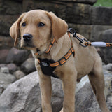 Coastal K9 Explorer Reflective Dog Collar