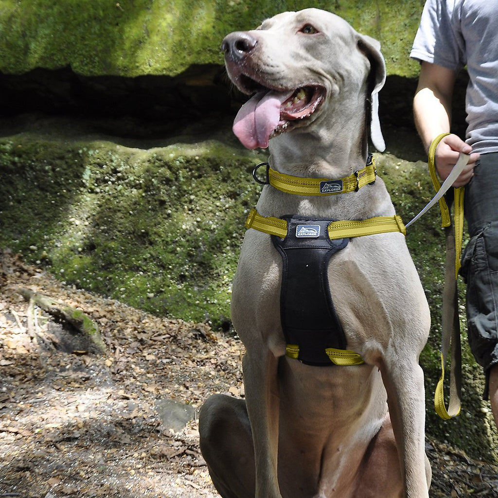 Coastal K9 Explorer Reflective Dog Collar
