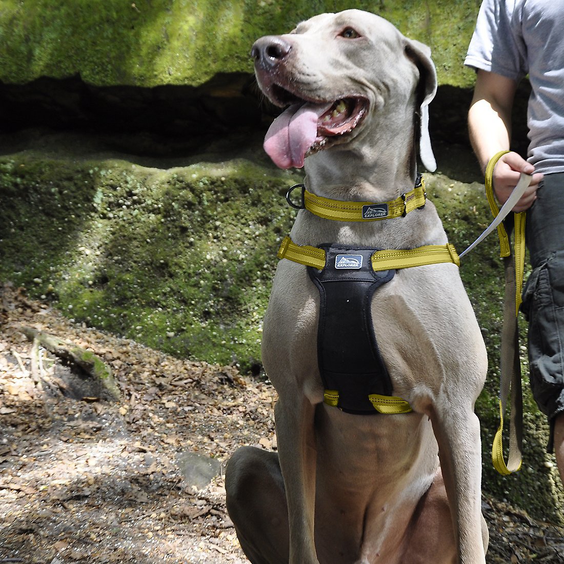 Coastal K9 Explorer Reflective Dog Collar