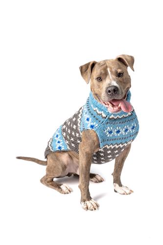 Chilly Dog -LIGHT BLUE FAIRISLE DOG SWEATER
