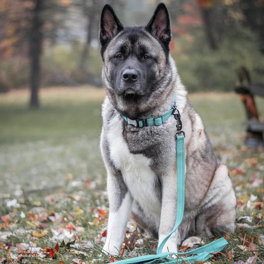Coastal K9 Explorer Brights Reflective Dog Collar