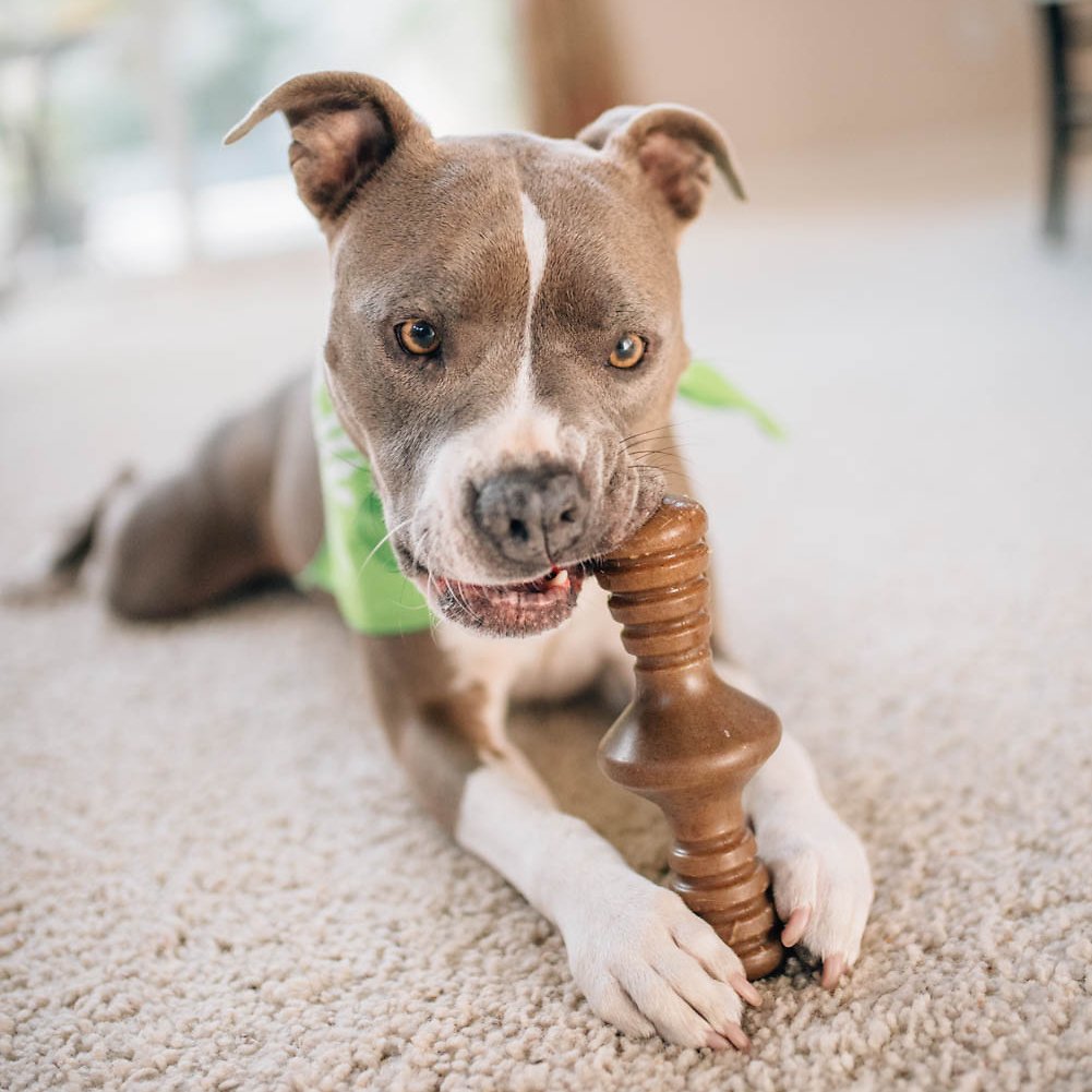 Benebone Bacon Flavor Zaggler Tough Dog Chew Toy