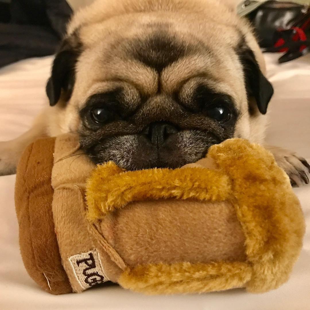 Pugg Boot Dog Toy