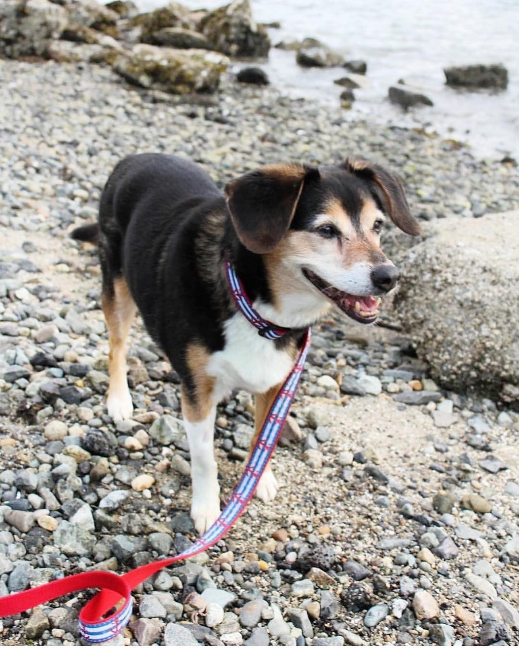UpCountry - Anchors Aweigh Leash 6'