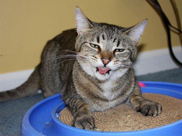 Meowijuana Catnip Spray 1oz