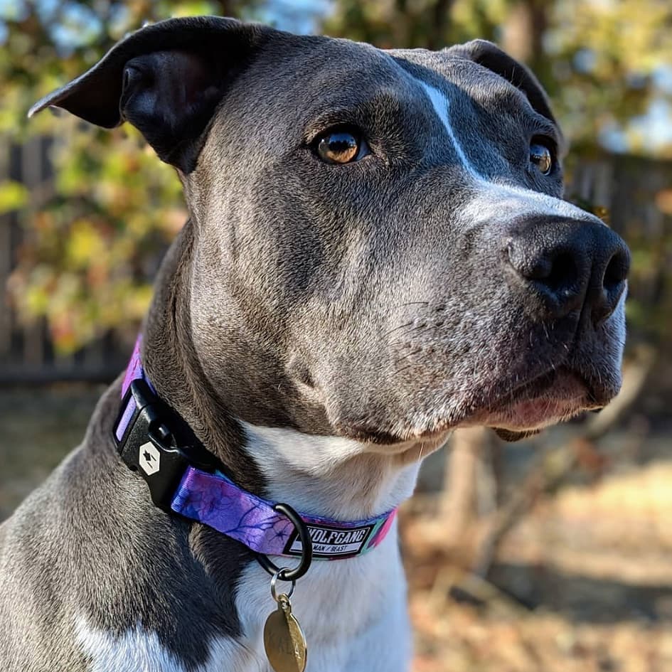 Wolfgang DayDream Dog Collar