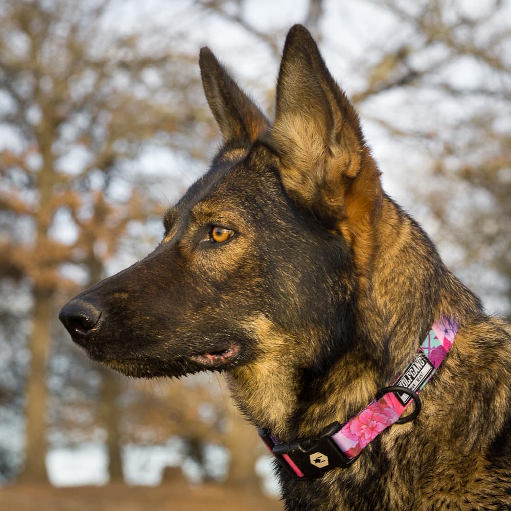 Wolfgang DayDream Dog Collar