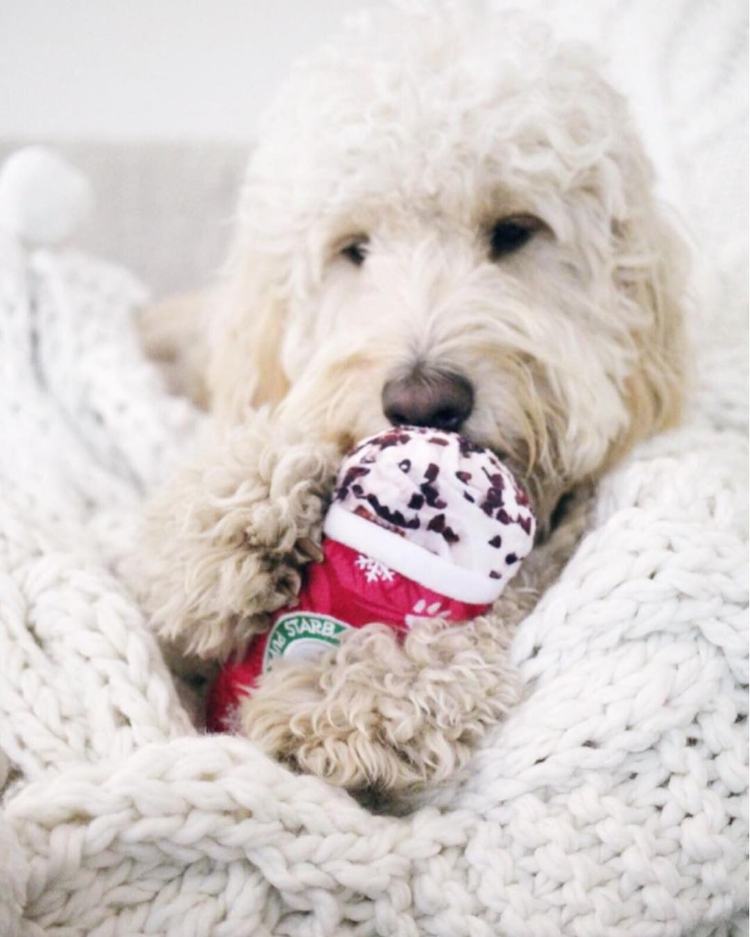 Peppermint Mocha Starbarks Coffe Dog Toy