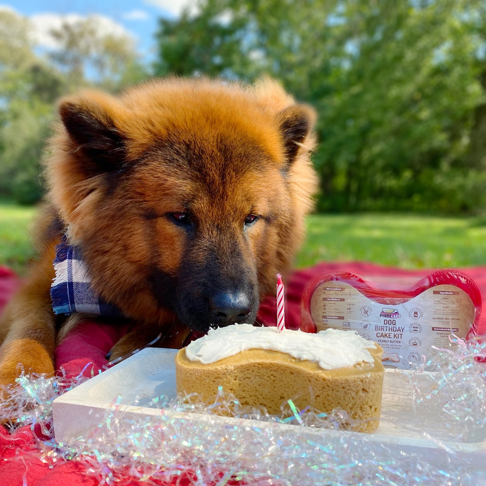 Puppy Cake Dog Birthday Cake Kit- Peanut Butter Cake Mix, Icing Mix, and One Candle