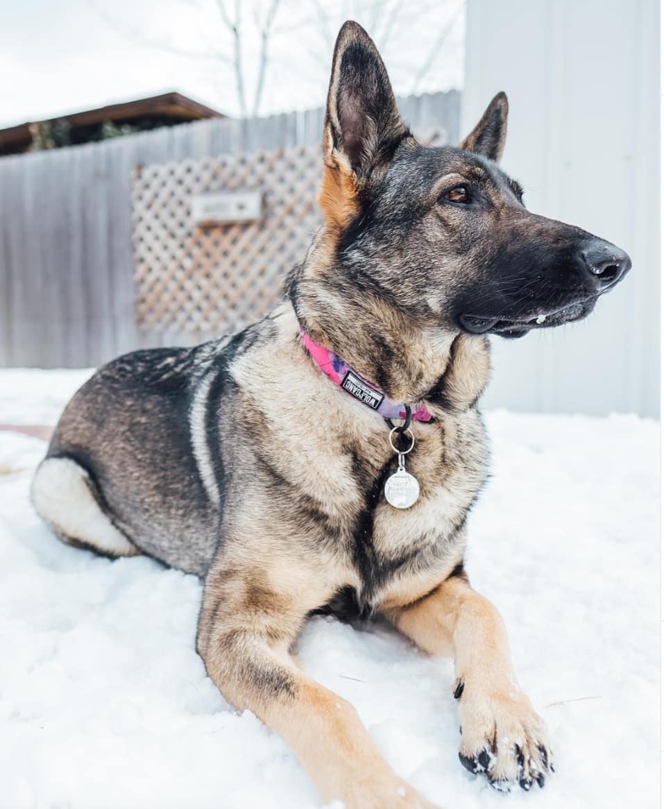 Wolfgang DayDream Dog Collar