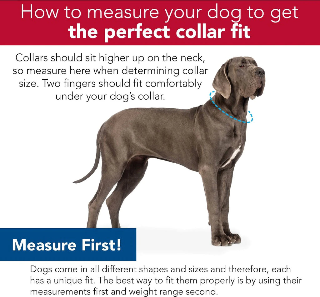 Coastal Sublime Adjustable Dog Collar - Palm Trees