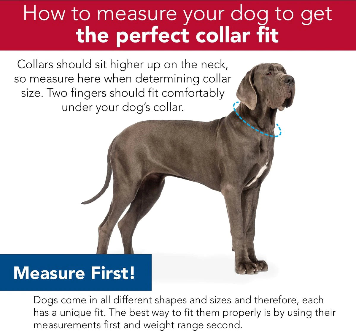 Coastal Sublime Adjustable Dog Collar - Sunflower with Green Argyle