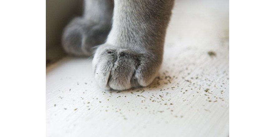 Meowijuana Meowi-waui
